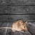 Aberdeen Mice Removal by Bug Out Pest Solutions, LLC
